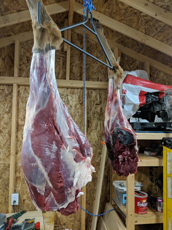hindquarters.jpg