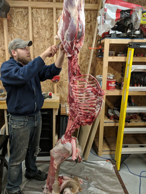 ribcage.jpg