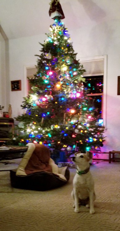 rox-xmas.jpg