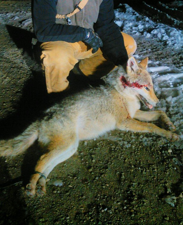 Coyote hunting Page 9 Small Game and Predator Hunting Hunting New
