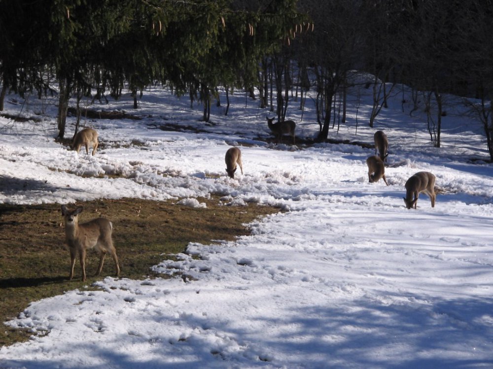 DeerCamp.JPG
