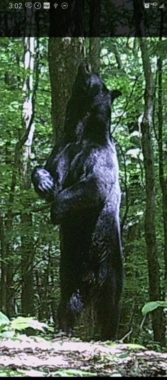 bear3.jpeg