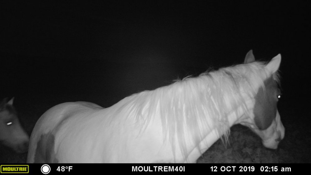 horse4.jpg