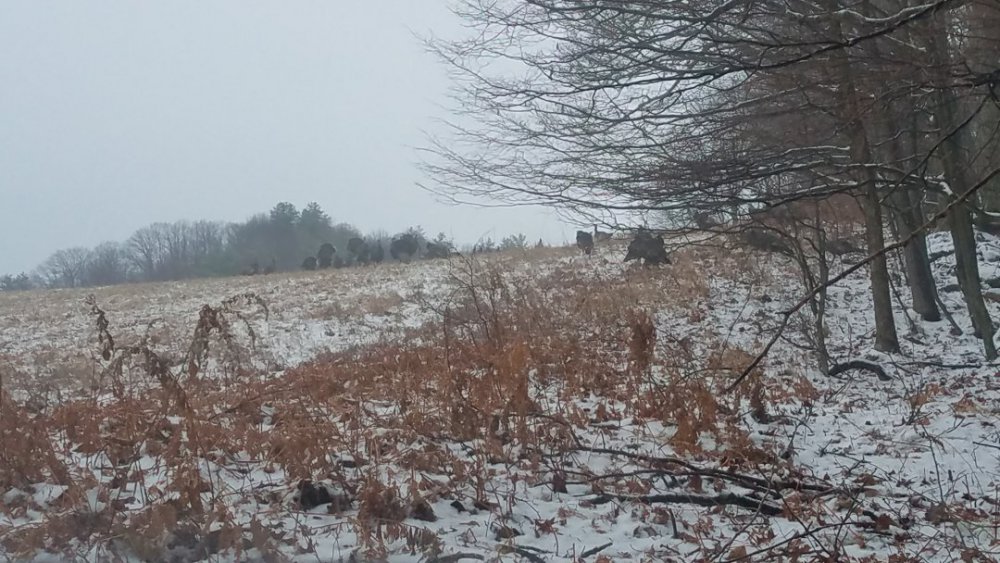 20191124_084711[1].jpg