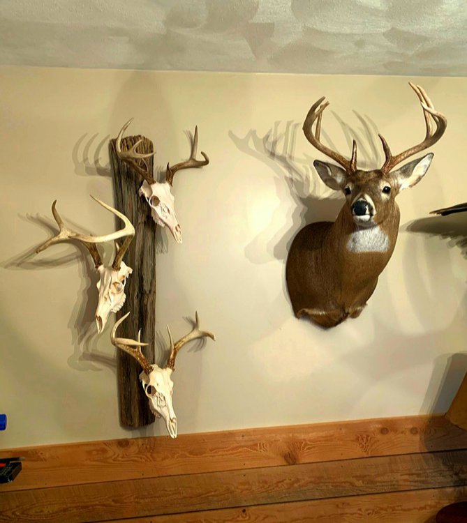 Old fence post. Taxidermy Hunting New York NY Empire State