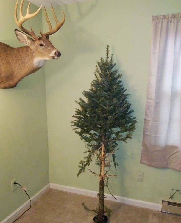 611859189_deerrub.thumb.jpg.48218288cf679d229fad5ff926c6ada0.jpg