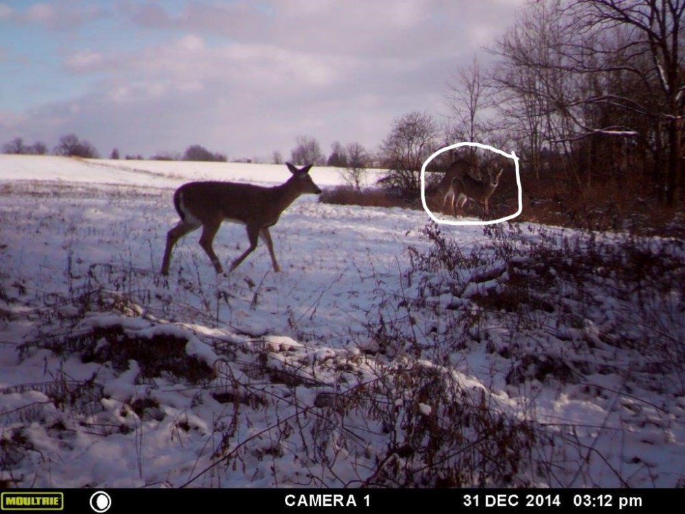 late rut.jpg