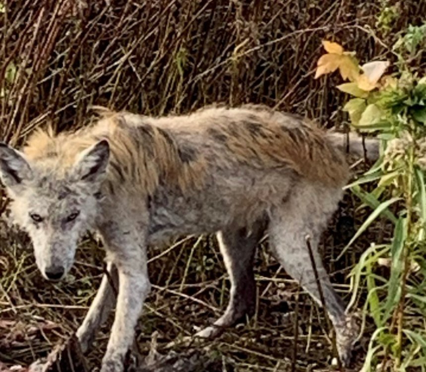 Mange Coyote-2.jpg