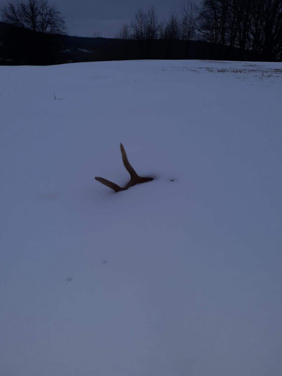 received_866371947131183.thumb.jpeg.af141b385b98eb9ab986aead4fe5e27c.jpeg