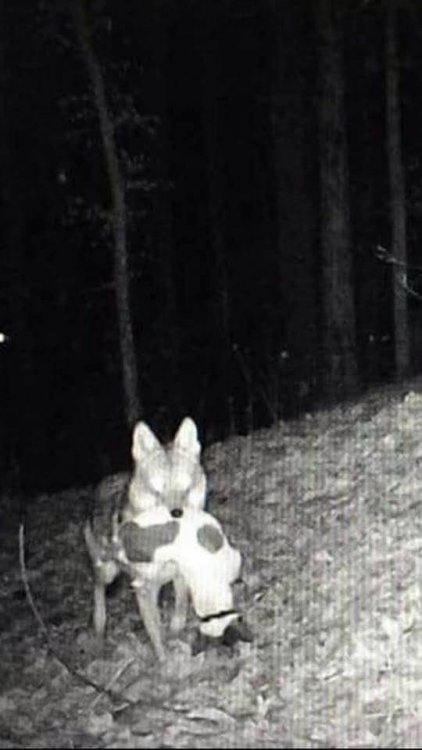 coyotegetsdog.jpg