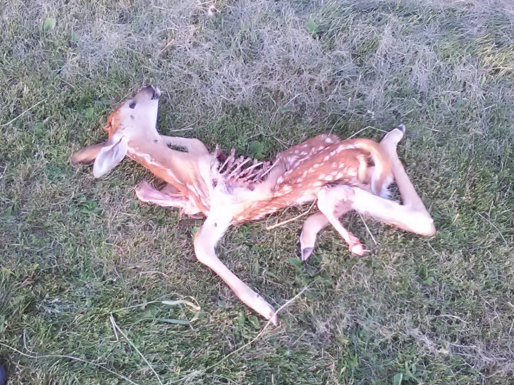 fawn.jpg