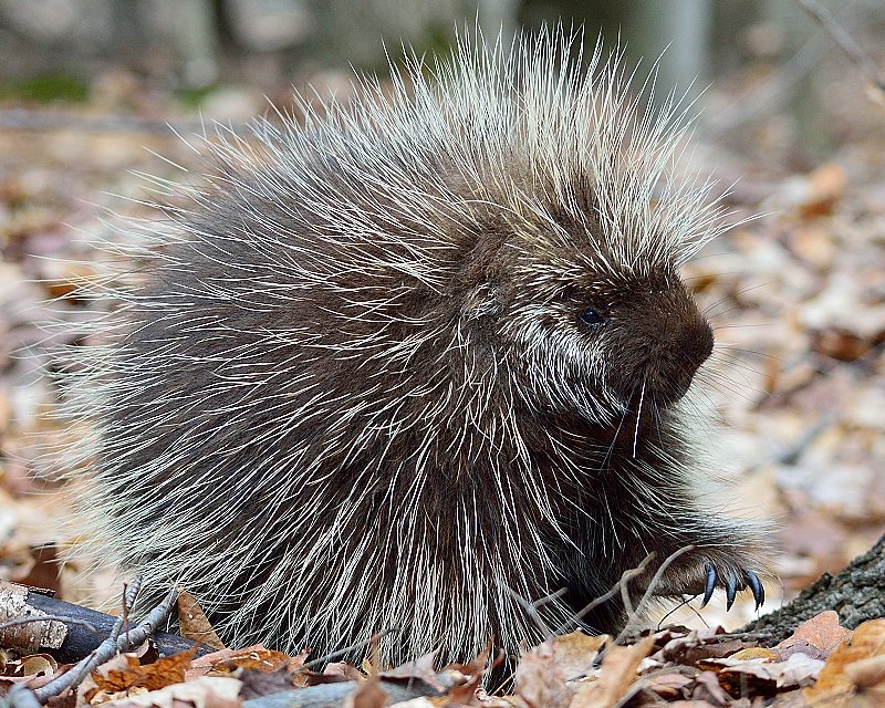 Porcupine - Hunting Related Pictures - Hunting New York - NY Empire ...