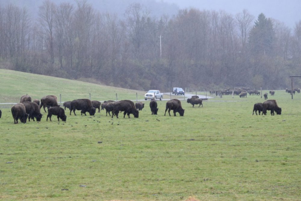 Mud Creek Bison Ranch General Chit Chat Hunting New York NY