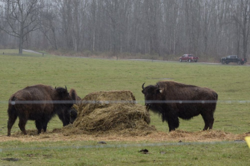 Mud Creek Bison Ranch General Chit Chat Hunting New York NY
