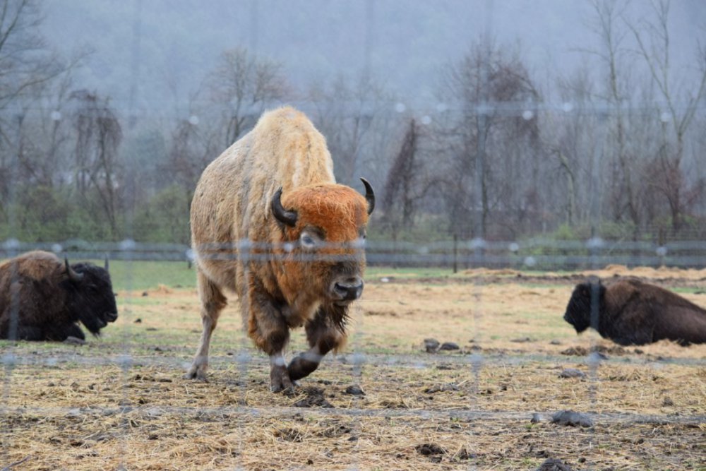 Mud Creek Bison Ranch General Chit Chat Hunting New York NY