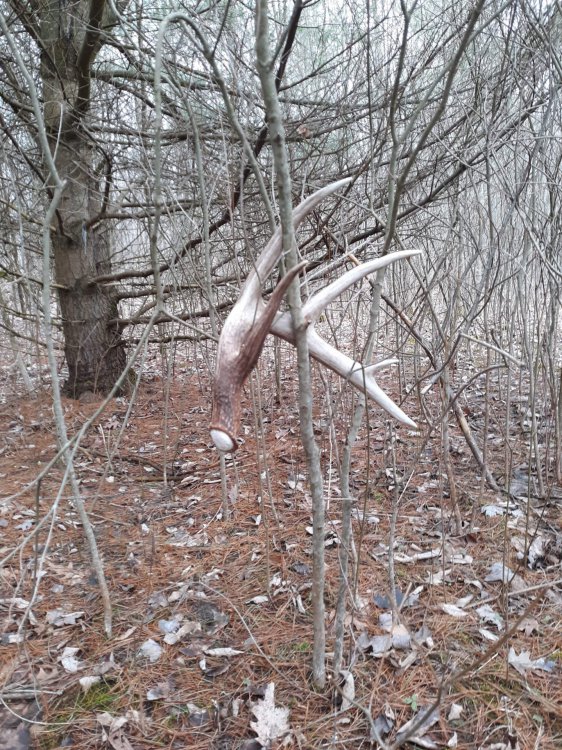 received_149400429780554.thumb.jpeg.a8d286b334dcc2b5e66f30712aa763c7.jpeg