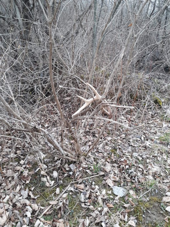 received_356309408599232.thumb.jpeg.cb72568f1b34d5b608942d3d4f5a59f3.jpeg