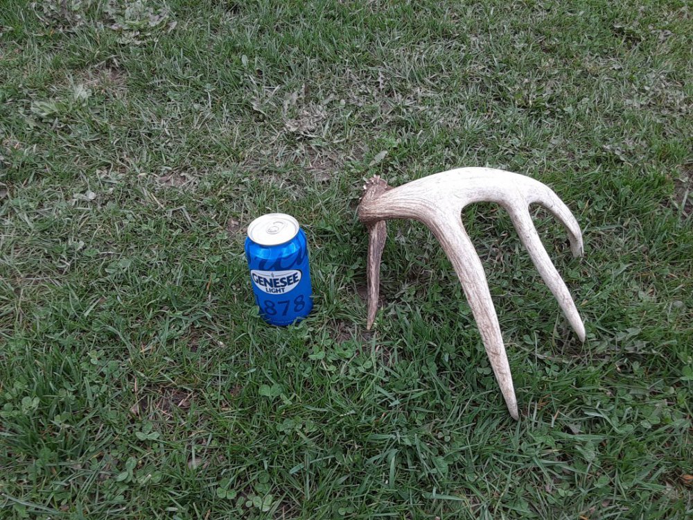 genny light antler 1.jpg