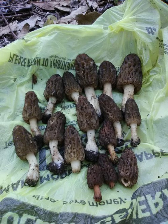 Morels!!! General Chit Chat Hunting New York NY Empire State