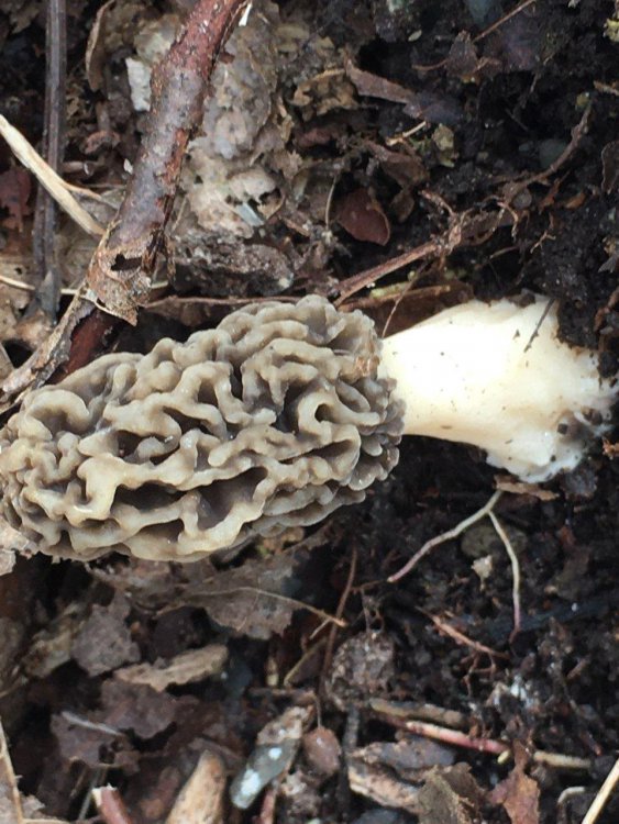 Morels!!! General Chit Chat Hunting New York NY Empire State Hunting Forum Bow Hunting