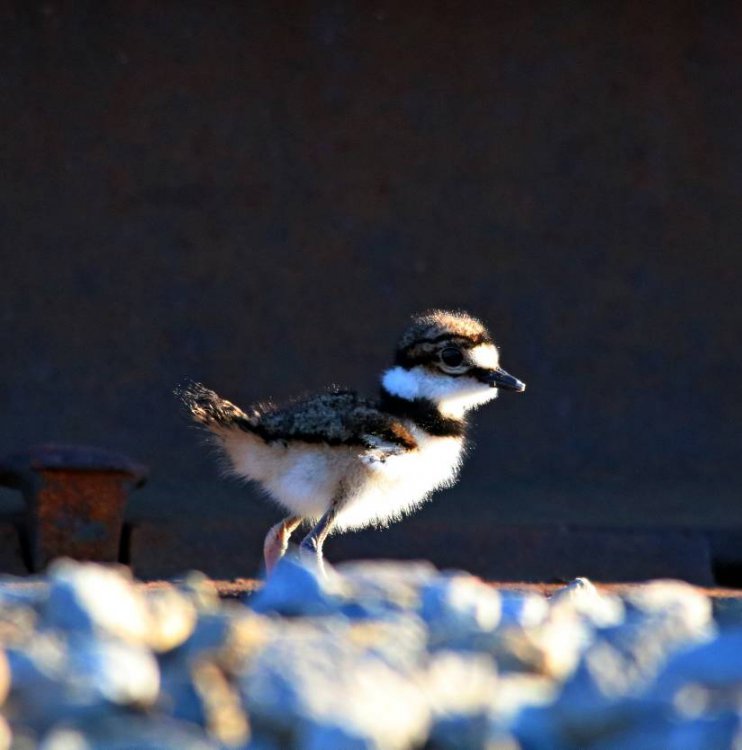 killdeer3.jpg