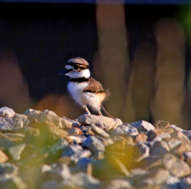 killdeer4.jpg