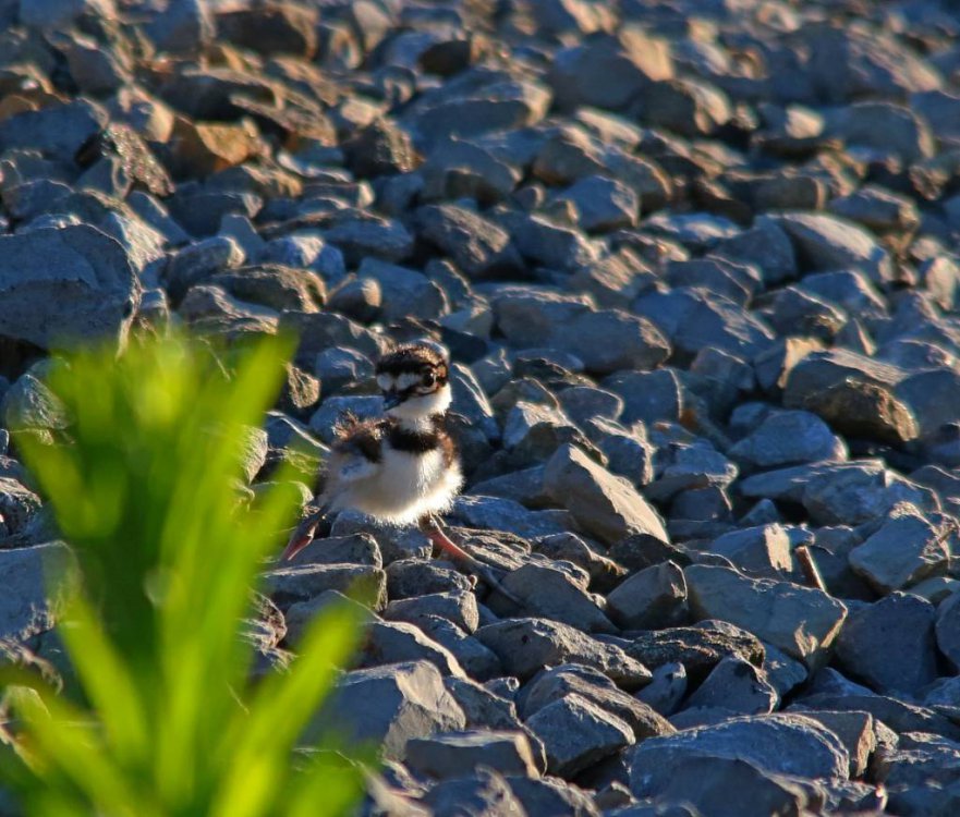 killdeer5.jpg