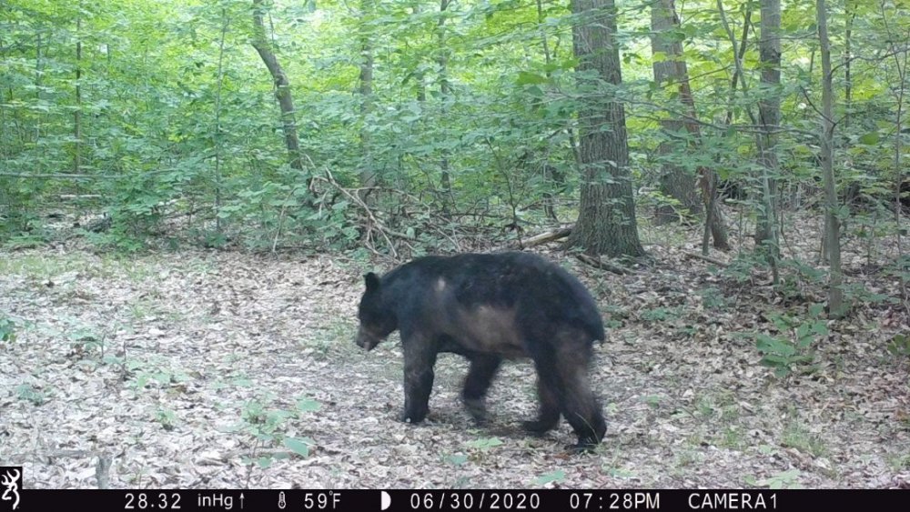 200630Bear.JPG
