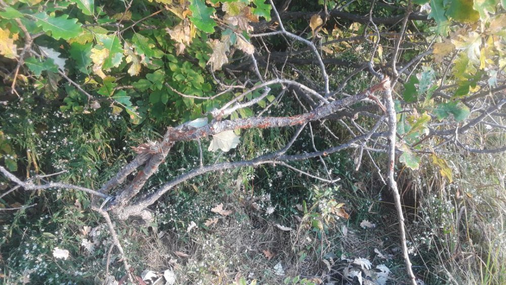 20200925_075537.jpg