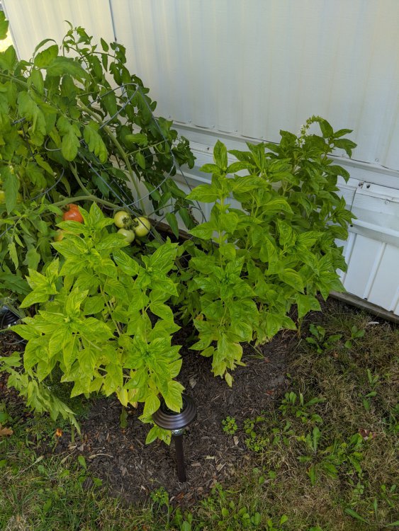 basil001.jpg