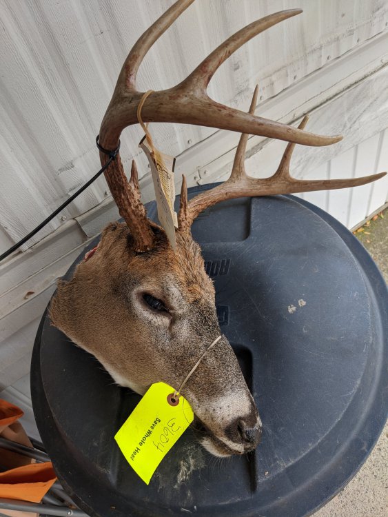 2020 bow buck head.jpg
