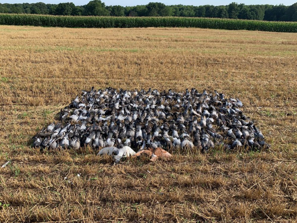 Pigeons 2020.jpg