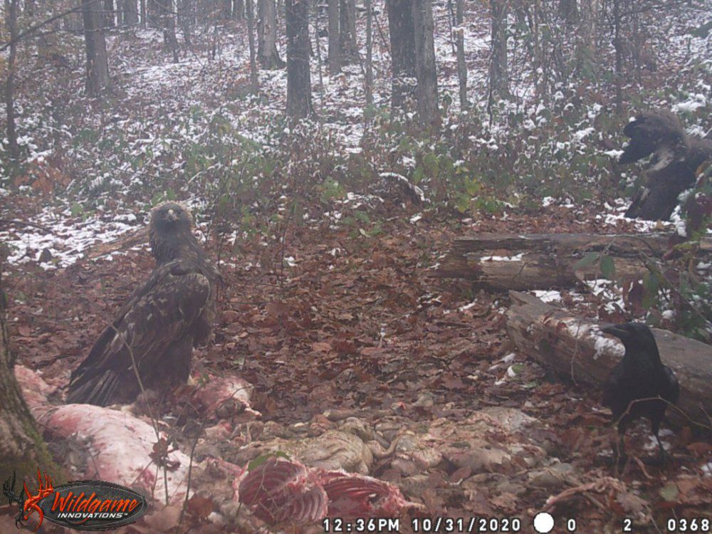1000084151_Goldenonlambguts(2).thumb.JPG.a353f5bc71da157e69ae5fcfd2e7a733.JPG