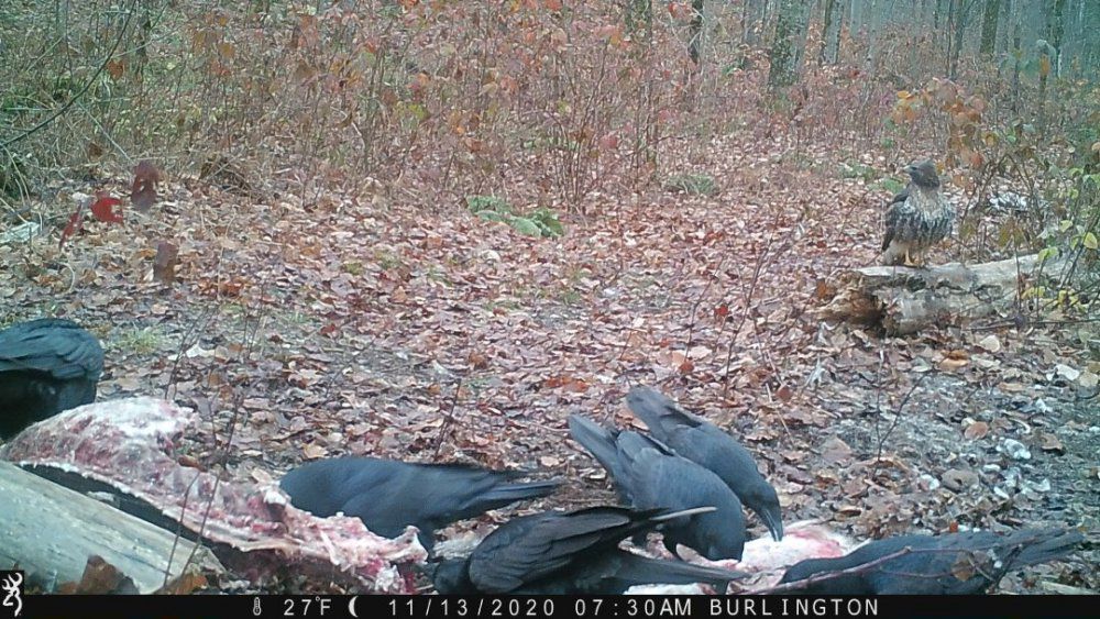 1781752923_Borealissubspecies(2).thumb.JPG.c847dfce4e0fbc6381e321381871fd99.JPG