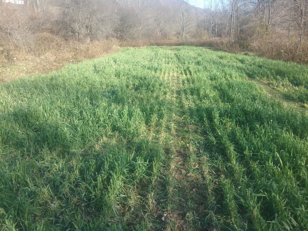 image.thumb.png.598d5d5029c284b6d221c5939890dbea.png