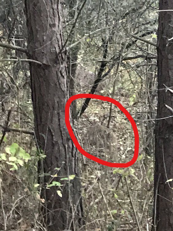 circled buck.jpg