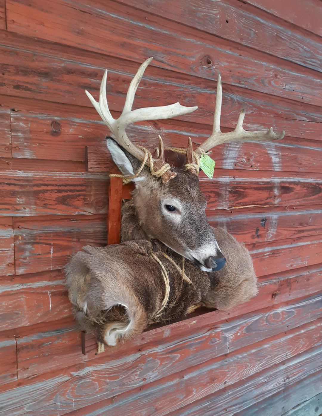Captain s Classic Whitetail Deer Taxidermy Pack Mount For Sale 