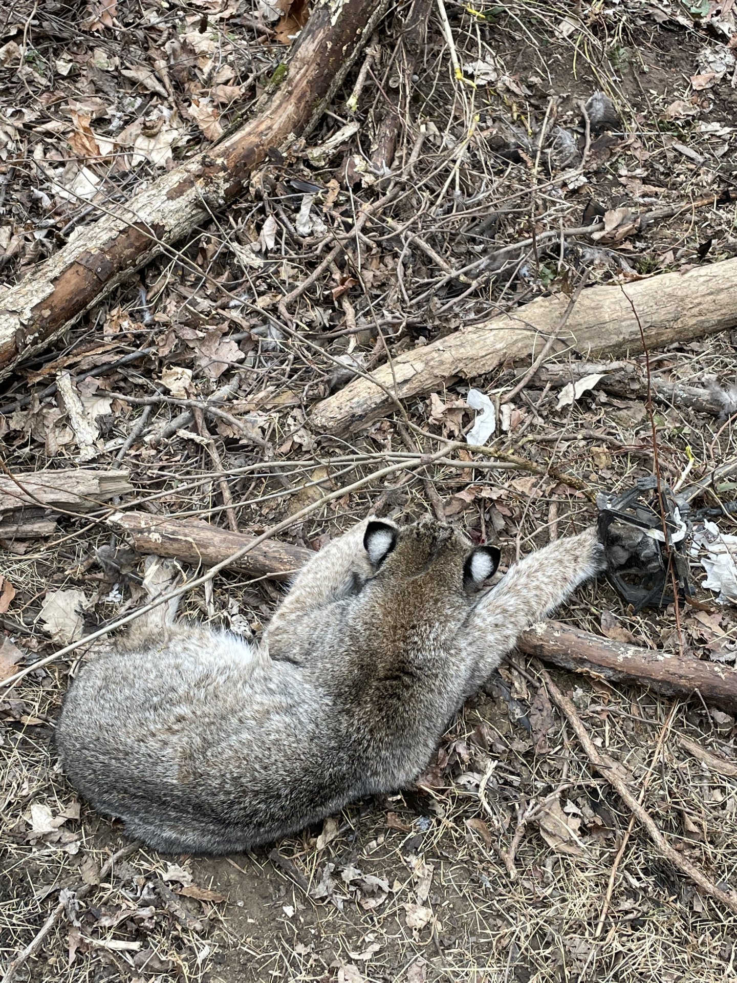 Caught an average size bobcat - Trapping - Hunting New York - NY Empire