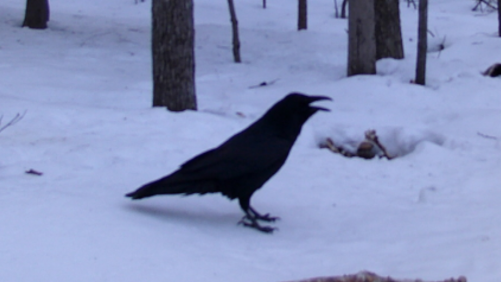 CC015A0A-D945-4E2B-8AD6-F2F06E125F3A.png