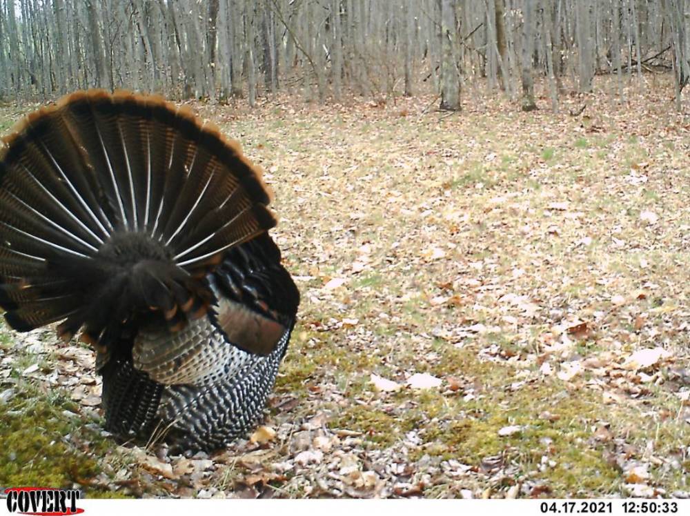 210417Fan1.jpg