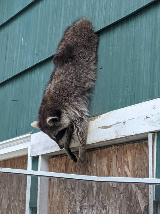 Finally found out how the racoons are getting into the garage... General Chit Chat Hunting