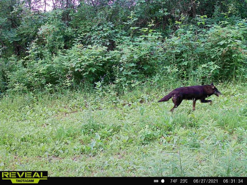 RARE Black Coyote Trail Camera Pictures Hunting New York NY