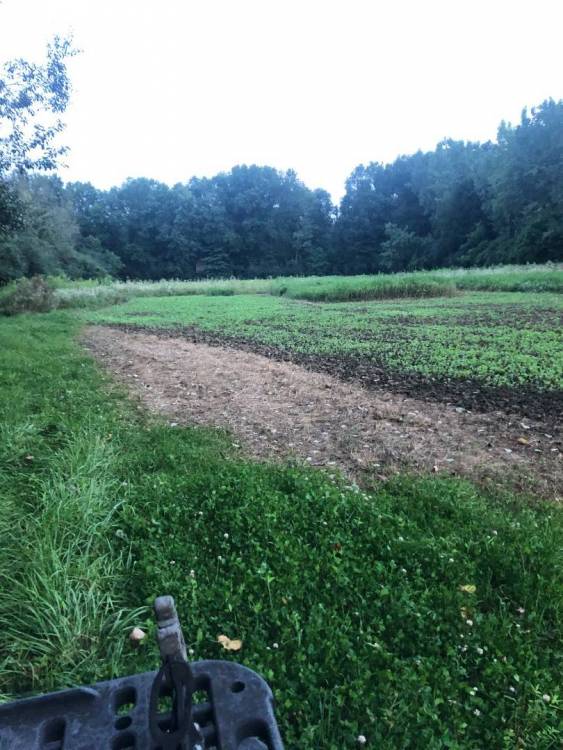 Radish vs Turnip Land Management, Food Plots and QDM Hunting New