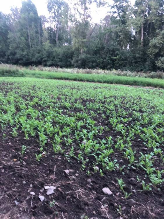 Radish vs Turnip Land Management, Food Plots and QDM Hunting New