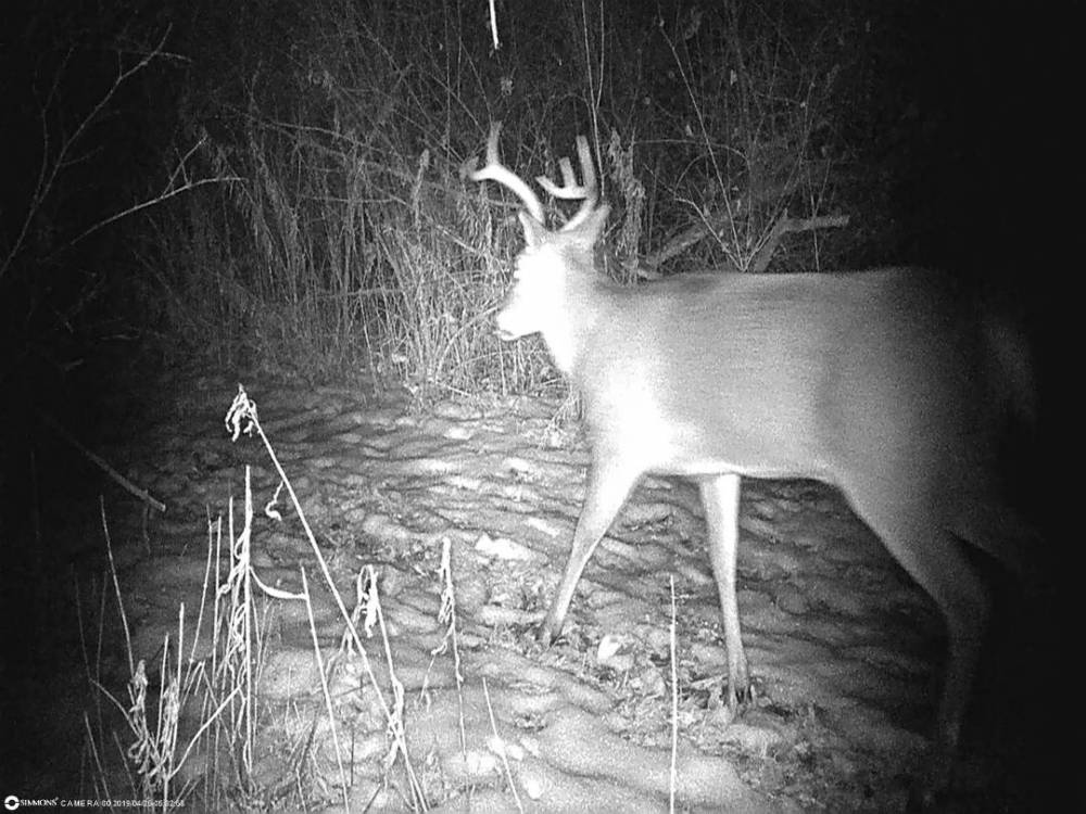 Buck 1.JPG