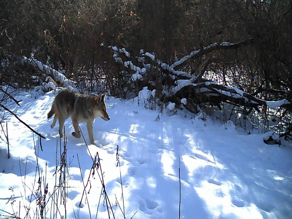 Coyote 1.JPG