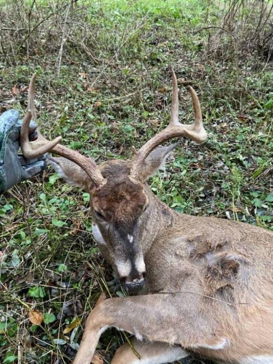 Nicks buck 2021-11-25.jpeg