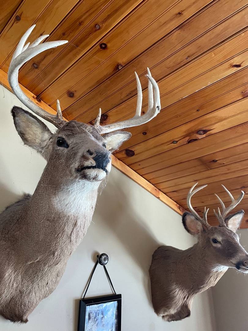 Deer nose bot fly larvae in my buck  Missouri Whitetails - Your Missouri  Hunting Resource