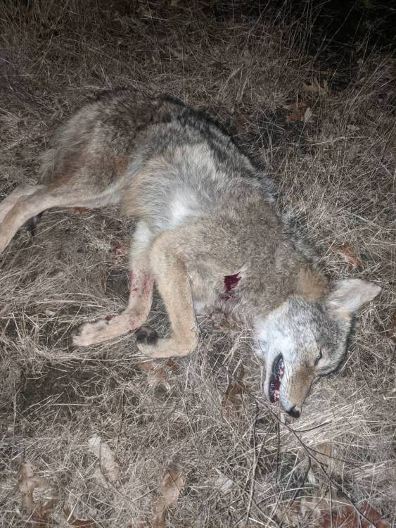 Coyote.thumb.jpg.9b9620a2bb79a0694422849fa6323374.jpg