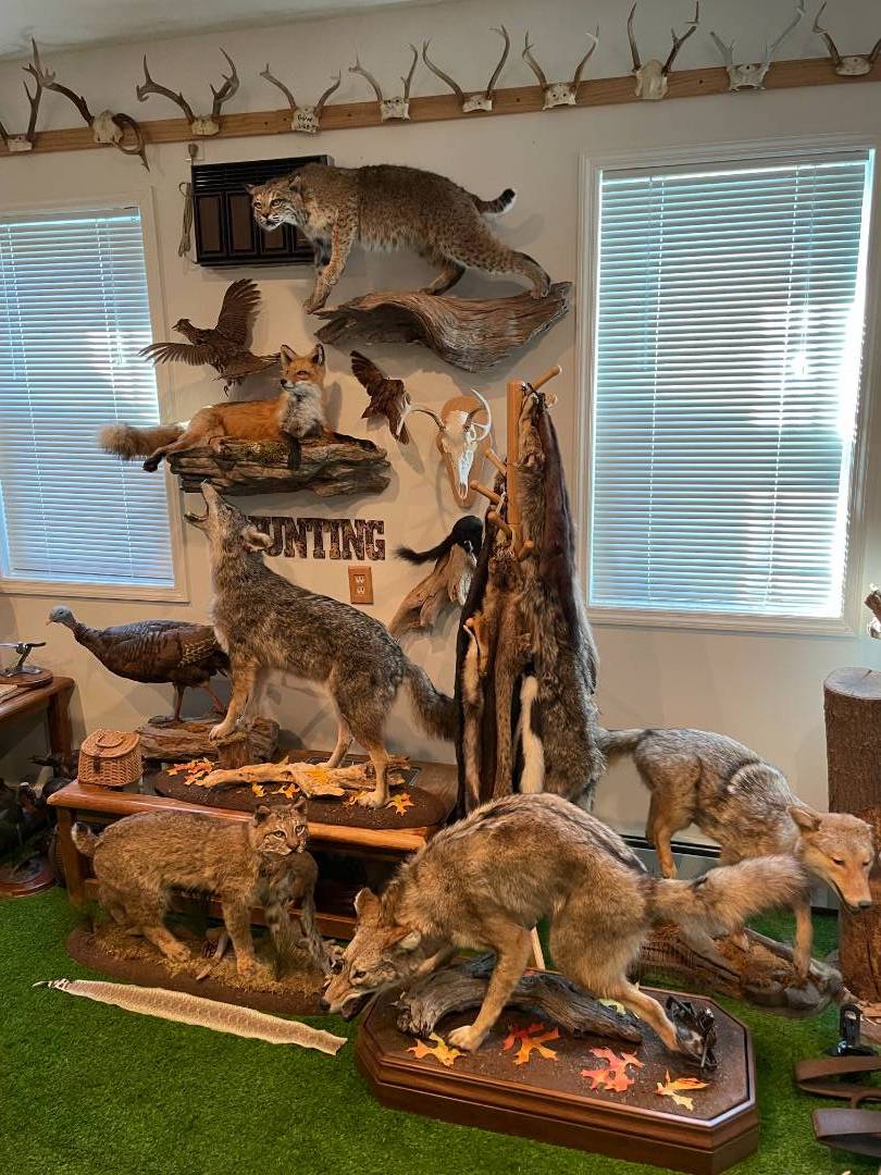 Coyote mount - Taxidermy - Hunting New York - NY Empire State